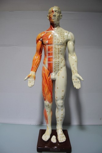 Nizza akupunktur modell statue - nizza,