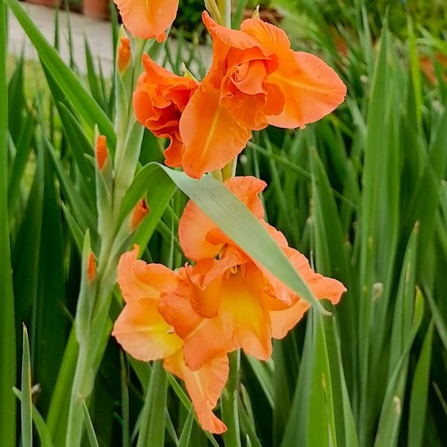 Gladiolus - @, (◕‿◕)\@