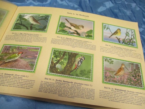 Heimische vögel chlorodont - heimische,