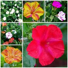 Wunderblume - bunte Mischung mit üppigen Blütenständen für Beet & Balkon - Samen