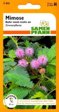 Mimose - Rühr mich nicht an -
