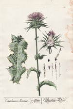 Distel thistle Mariendistel