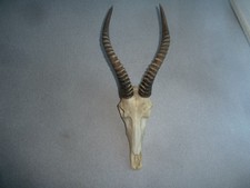 Blessbock Antilope Geweih aus