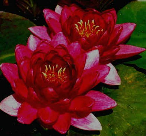 Winterharte seerose nymphaea - winterharte,
