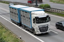 LKW Foto DAF XF Viehtransporter Deutschland weiß #l3ff