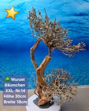 Aquarium wurzel bonsai - 🌳aquarium,