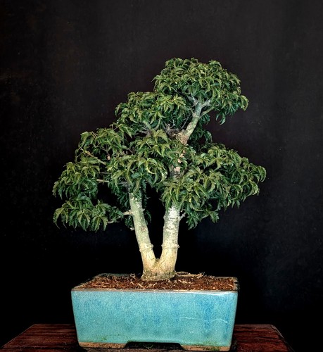 Bonsai löwenkopfahorn acer - lÖwenkopfahorn,