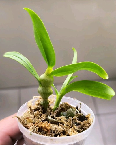 Dendrobium pendulum dark - dendrobium,