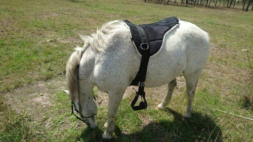 Equipride bareback - equipride,