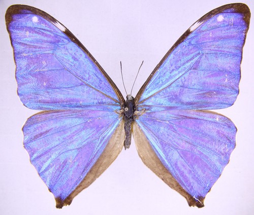 Morpho aega