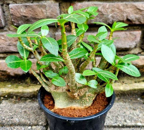 Schöne kräftige adenium - schöne,