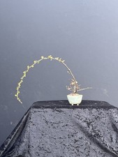 Bonsai - Shohinbonsai -