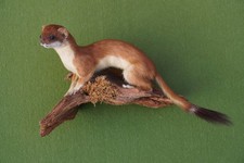 Wiesel, Hermelin, Präparat