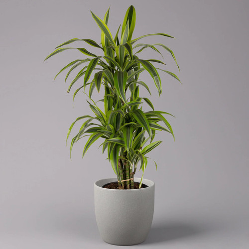 Duftender drachenbaum lemon - drachenbaum, 'lemon