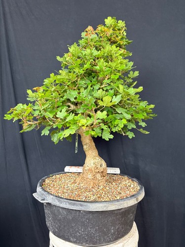 Feldahorn bonsai prebonsai - bonsai,