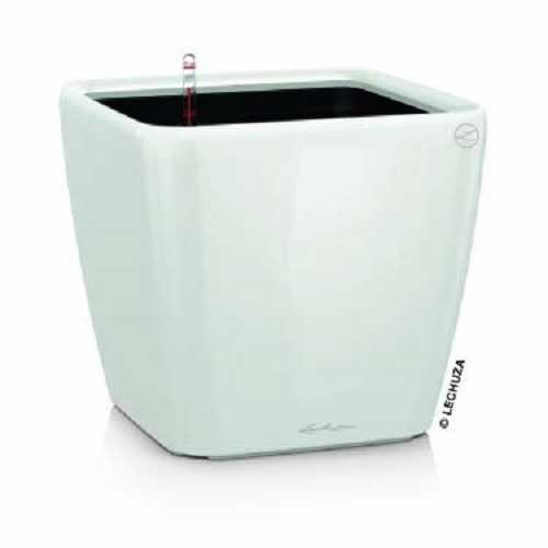Lechuza quadro 35 - ls,
