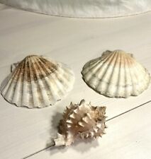 2 Jakobsmuscheln / Pilgermuschel * & 1 Murex Ramosus Muschel  **