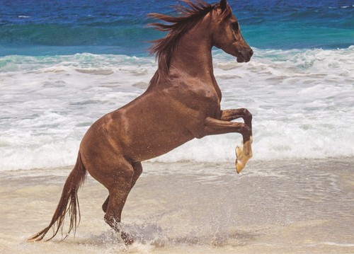 Horse pferde tolle - ,