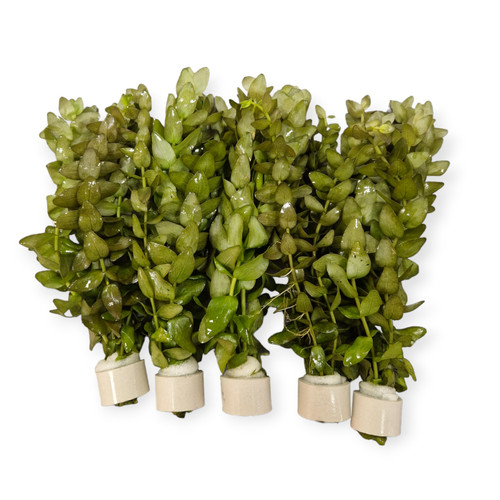 Bacopa caroliniana paket - -, 5