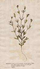 Leimkräuter Leimkraut Silene