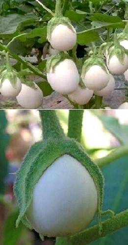 Eierbaum exotische duftende