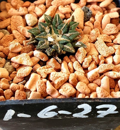 Ariocarpus kotschoubeyanus a - ariocarpus,