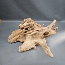 Große Mangrovenwurzel 65 cm