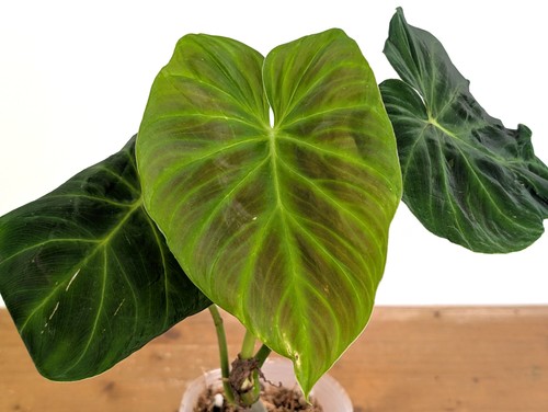 Philodendron verrucosum - philodendron,