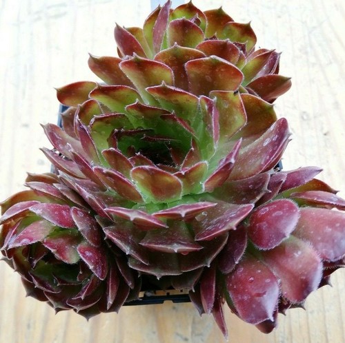 Sempervivum sioux 2x - sempervivum,