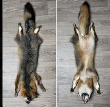 Grey fox Graufuchsfell pelt Präparieren Fell Fuchsfell Präparat Taxidermy Pelz