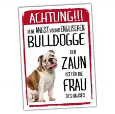 Englische bulldogge dog - englische,
