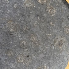 Fossilienplatte Schwäbische