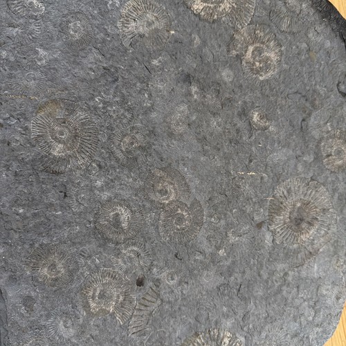 Fossilienplatte schwäbische - fossilienplatte,