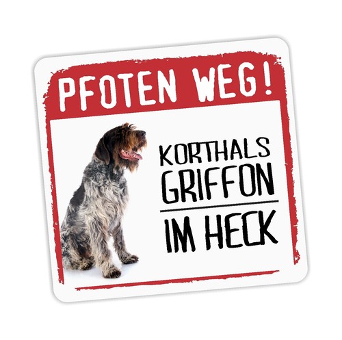 Korthals griffon holländer - griffon,
