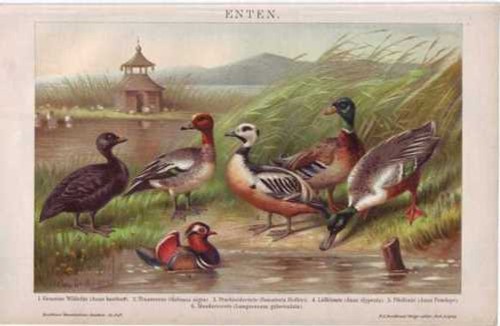 Enten eiderente mandarinente - eiderente,