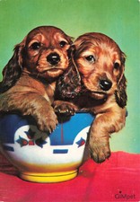 alte AK GIMpet Werbekarte Hunde ungelaufen Ansichtskarte dsc4644f