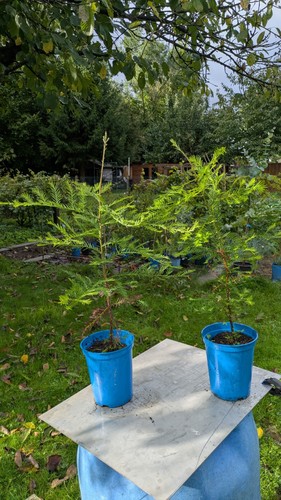 Seqoiadendron sempervins oder
