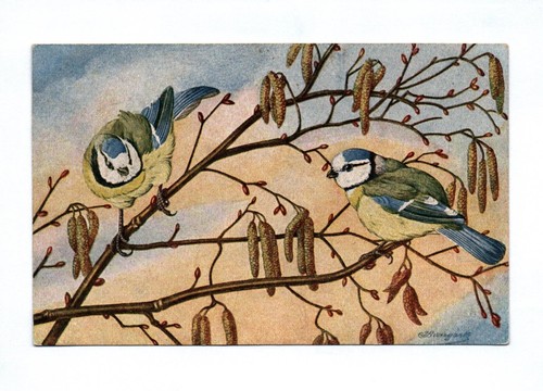 Künstler zwei blaumeisen - ak,