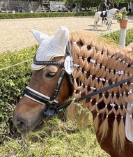 Pony Trense Zaumzeug Lack -