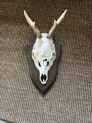 Jagdtrophäe geweih rehbock - ,