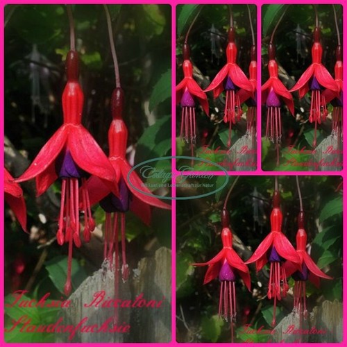 Fuchsia riccantoni großen - riccantoni,