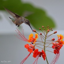 15 seeds Caesalpinia