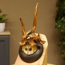 Rehbock abnormes Reh Bock