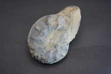 Ceratit Trias oberer