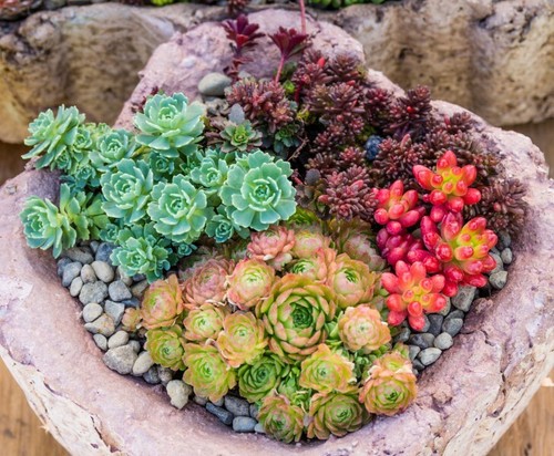 Sedum mischung min 300 - min., samen