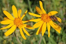 Samen die gelbe arnika - arnika, blüht