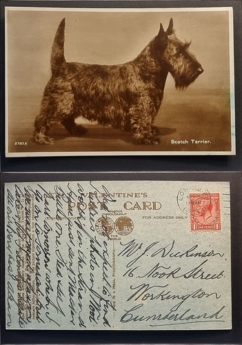 Scottish scotch terrier - scotch,