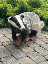 Ausgestopfter Dachs, Fell, Trophäe, Tierpräparation,m