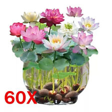 60 Samen Lotus Mix Blumensamen
