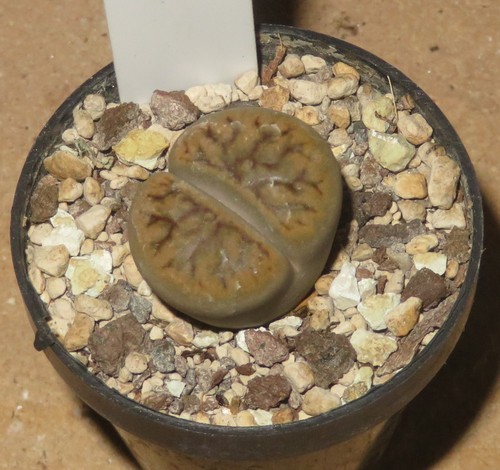 Lithops hookeri dark river - cv,